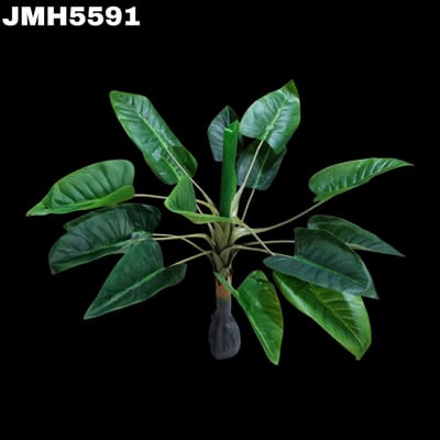 PLANTA DE HOJAS GRANDES 