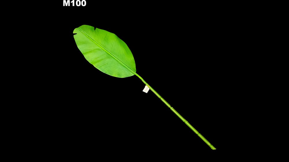 Vara hoja de plátano. Mide 95 cm 