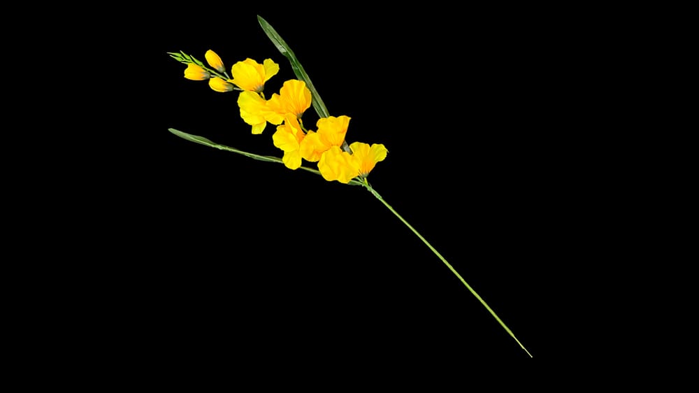 Vara de Gladiola. Mide 75 cm C