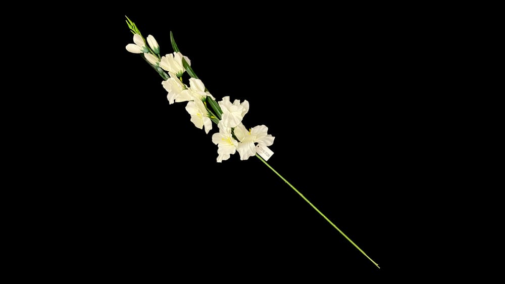 Vara de Gladiola. Mide 75 cm B