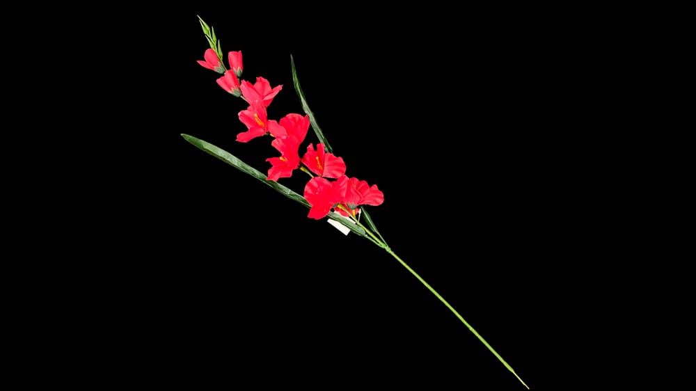 Vara de Gladiola. Mide 75 cm D