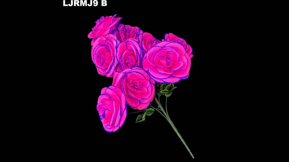 Ramo rosa mega jumbo *9 Mide 20 cm cada flor B