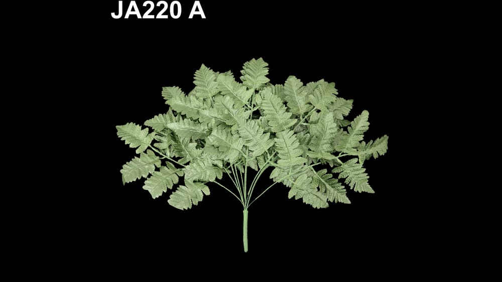 helecho de río completo A