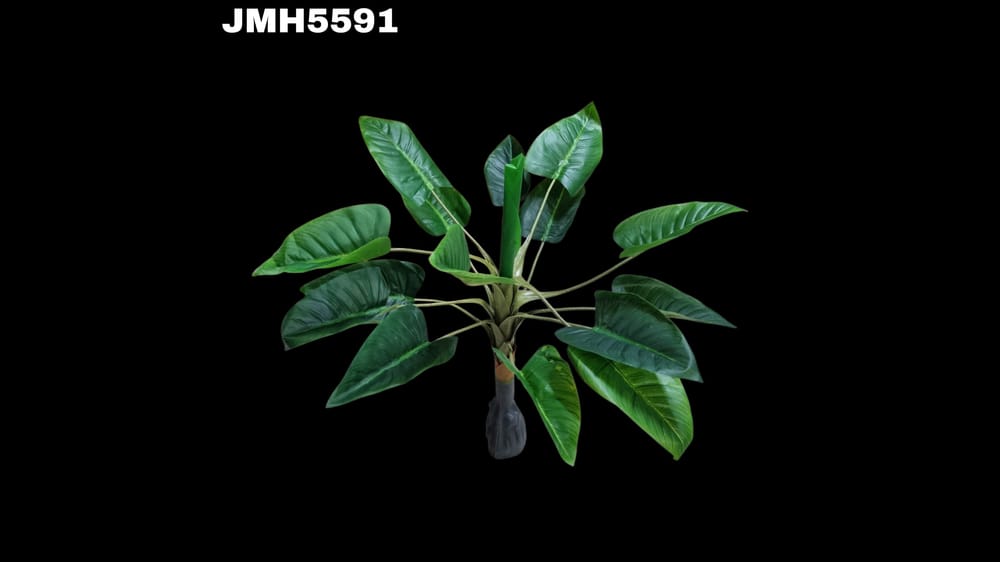 Planta hojas grandes con base. Mide 1 metro 