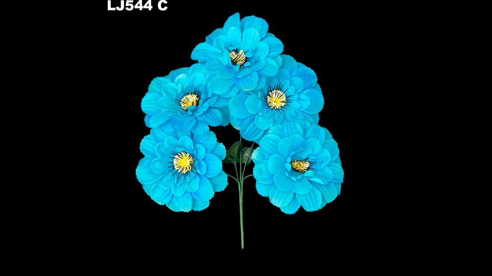 Dhalia redonda pestañas negras *5 . Flor mide 17 cm C