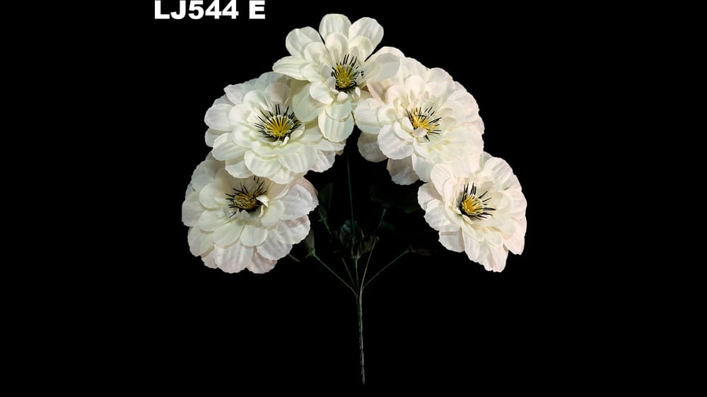 Dhalia redonda pestañas negras *5 . Flor mide 17 cm E