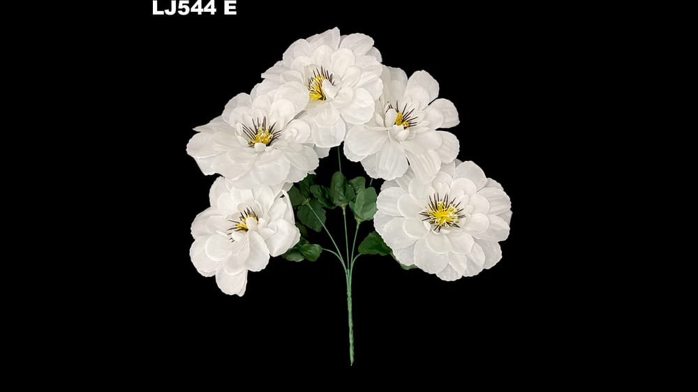 Dhalia redonda pestañas negras *5 . Flor mide 17 cm E