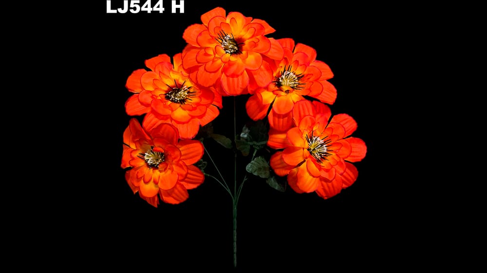Dhalia redonda pestañas negras *5 . Flor mide 17 cm H