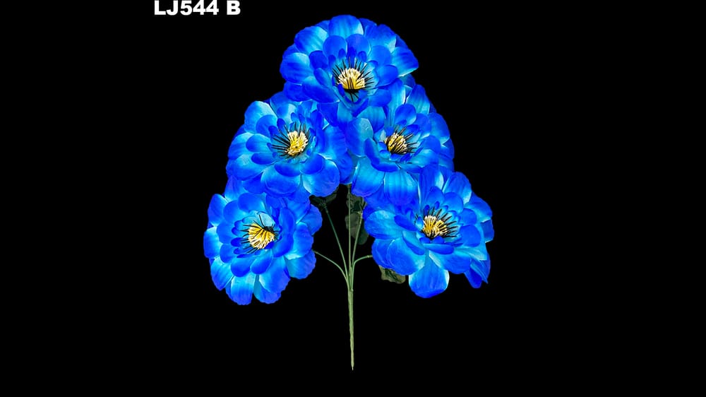 Dhalia redonda pestañas negras *5 . Flor mide 17 cm B