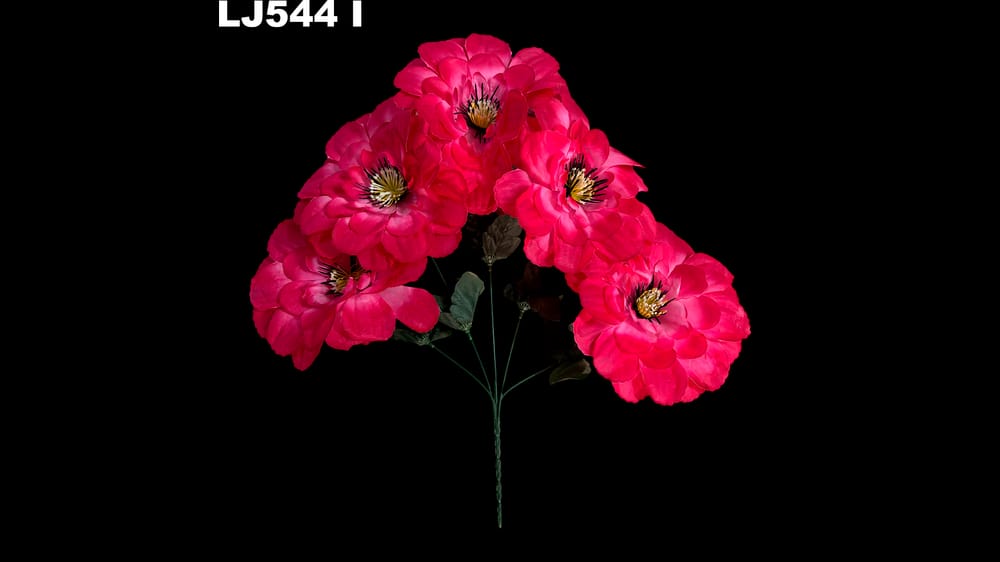 Dhalia redonda pestañas negras *5 . Flor mide 17 cm I