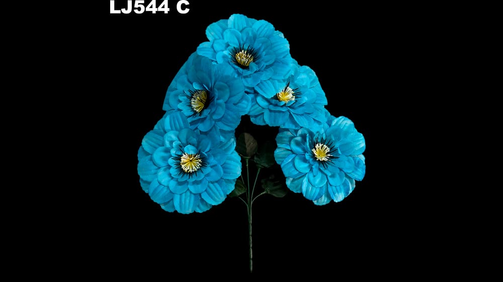 Dhalia redonda pestañas negras *5 . Flor mide 17 cm C