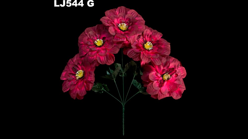 Dhalia redonda pestañas negras *5 . Flor mide 17 cm G