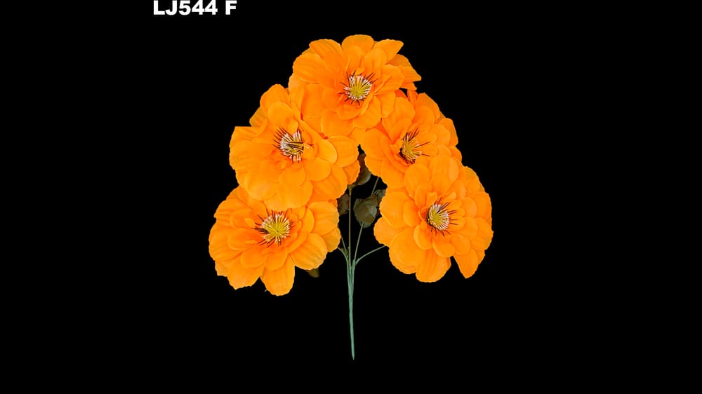 Dhalia redonda pestañas negras *5 . Flor mide 17 cm F