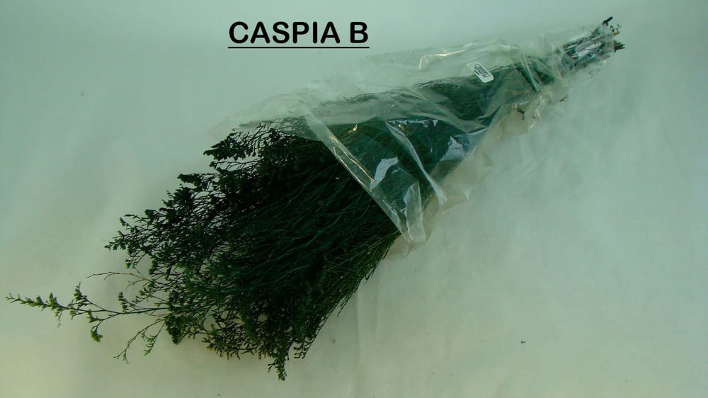 caspia NATURALEZA B