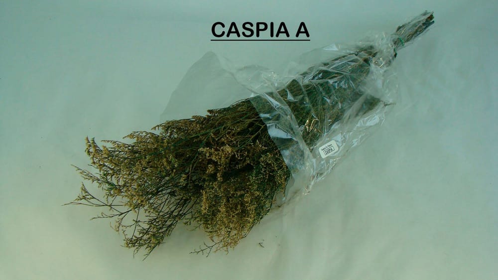 caspia NATURALEZA A