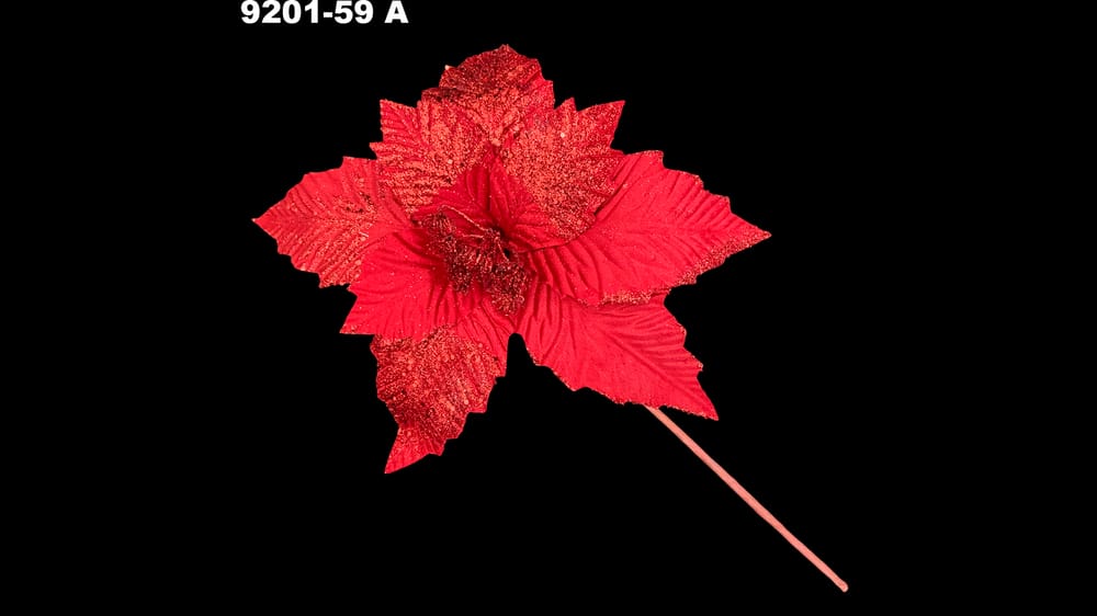 Vara nochebuena terciopelo con erizo. Flor abre 30 cm A