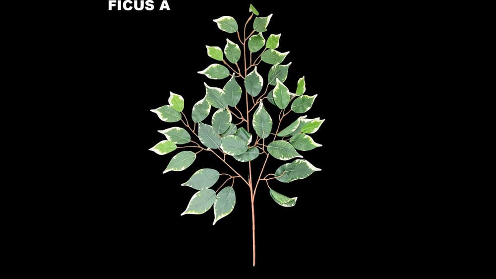 FICUS POR DOCENA A 1 Pieza