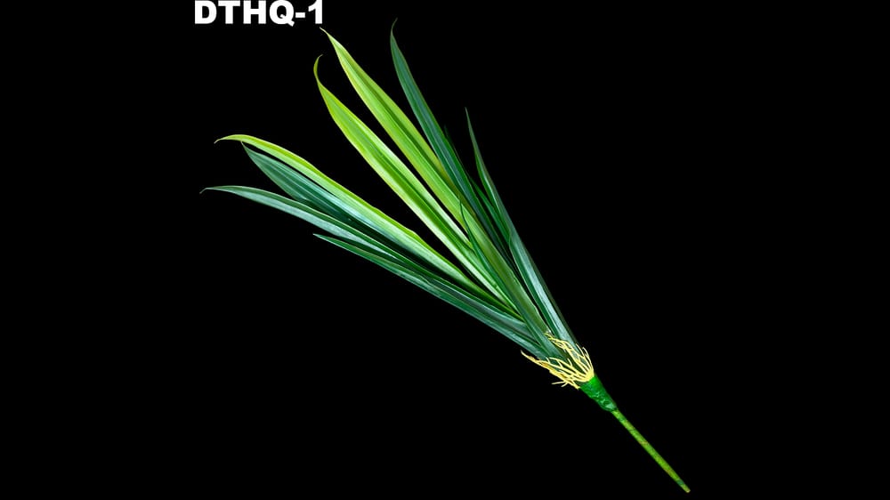 Planta espada, Mide 55 cm 