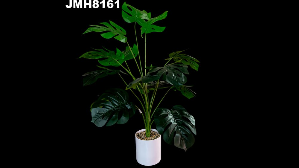 Planta costilla de Adán con base. Mide 80 cm 