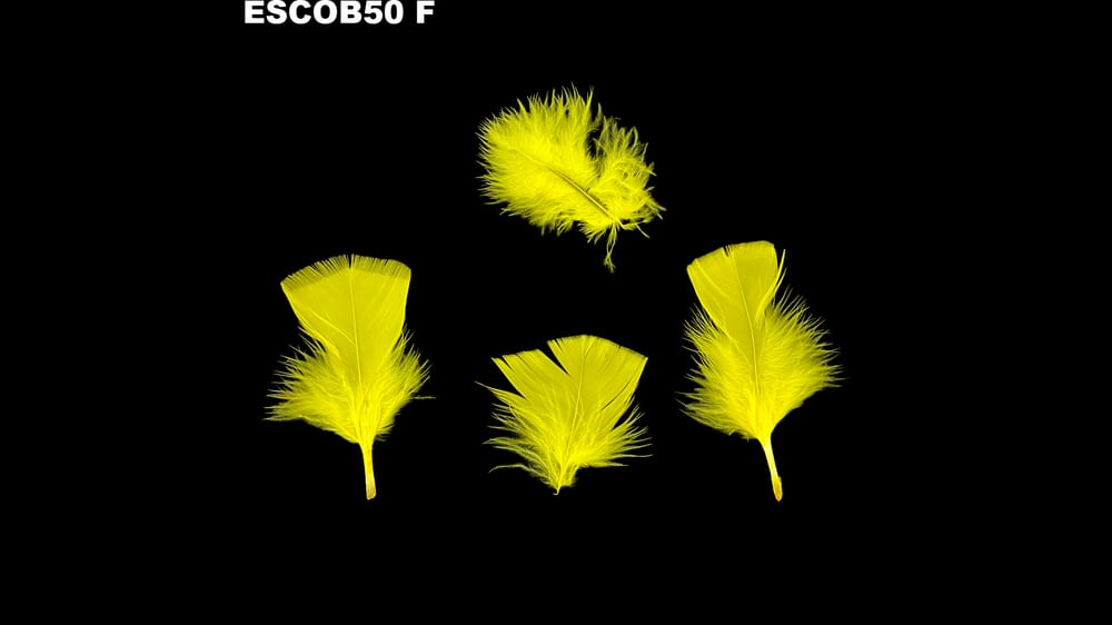 Pluma escobeta bolsa de 50 g F