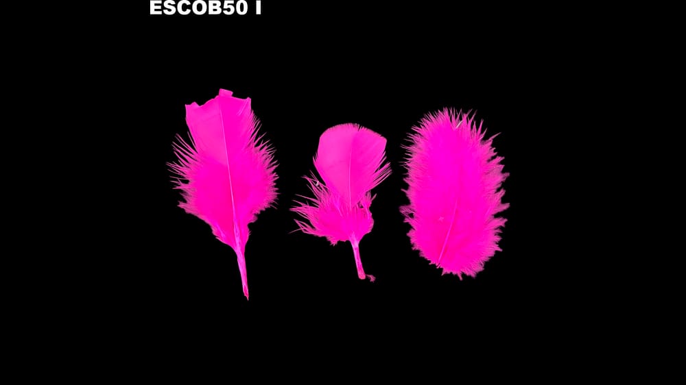 Pluma escobeta bolsa de 50 g I