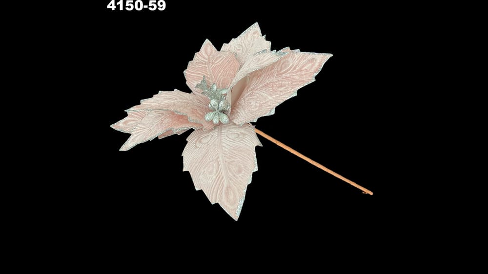 Nochebuena mariposa aterciopelada. Flor mide 30 cm 