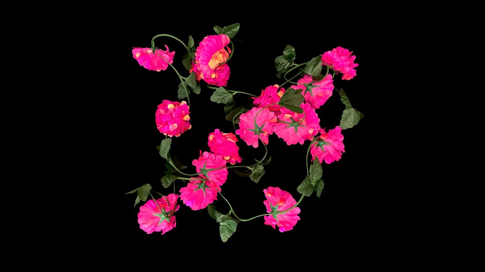 Guía cempazuchil tornasol con 15 flores. 2.9 m F