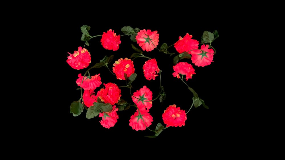 Guía cempazuchil tornasol con 15 flores. 2.9 m C
