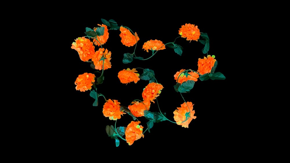 Guía cempazuchil tornasol con 15 flores. 2.9 m G