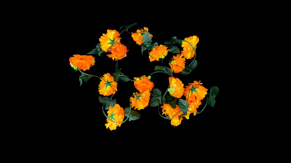 Guía cempazuchil tornasol con 15 flores. 2.9 m D