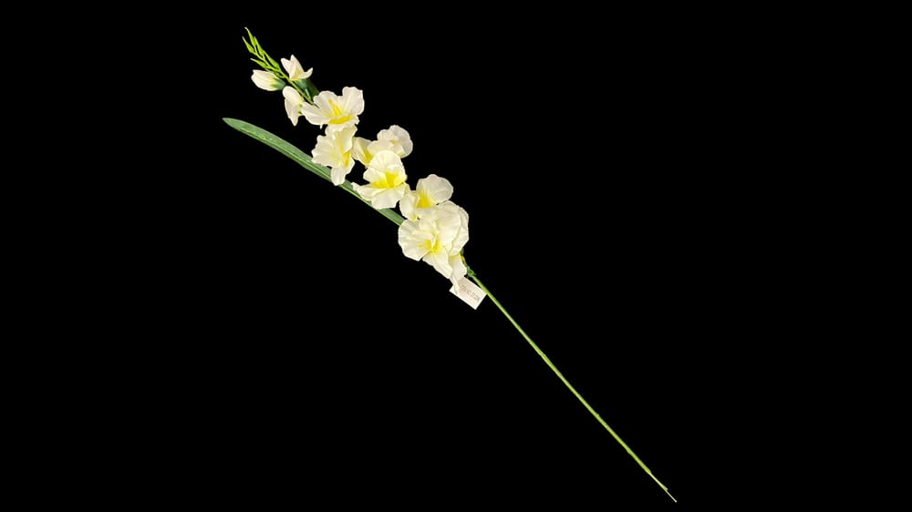 Vara de Gladiola. Mide 75 cm