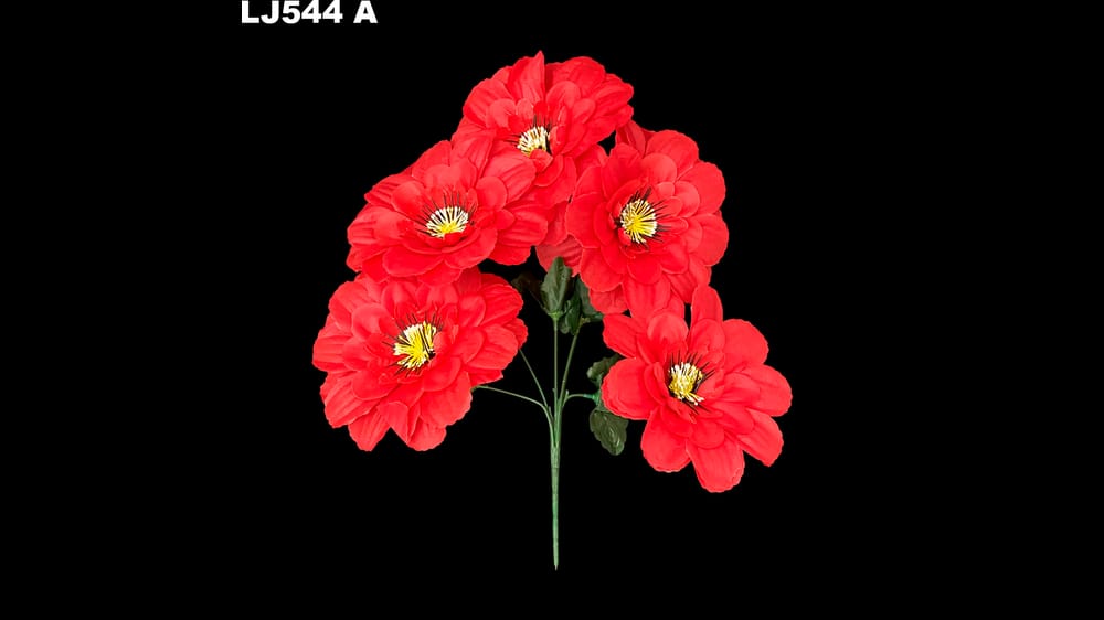 Dhalia redonda pestañas negras *5 . Flor mide 17 cm