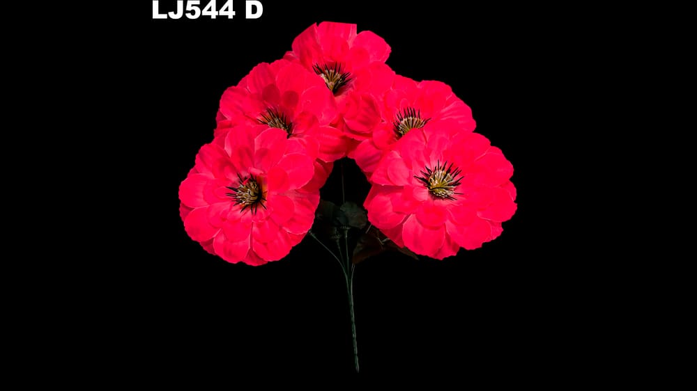 Dhalia redonda pestañas negras *5 . Flor mide 17 cm