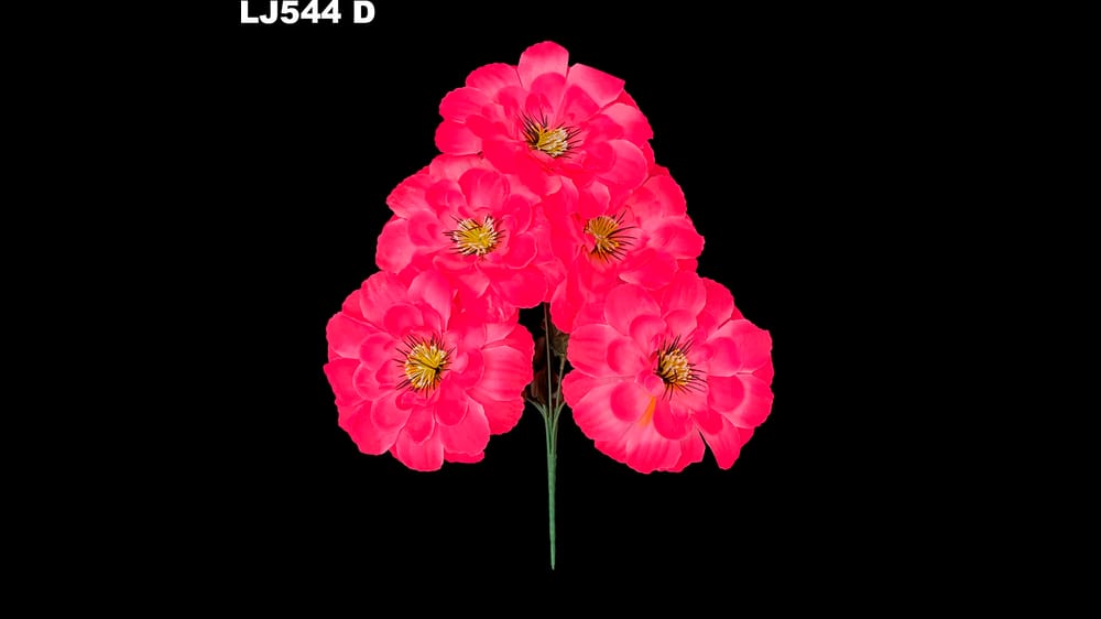 Dhalia redonda pestañas negras *5 . Flor mide 17 cm