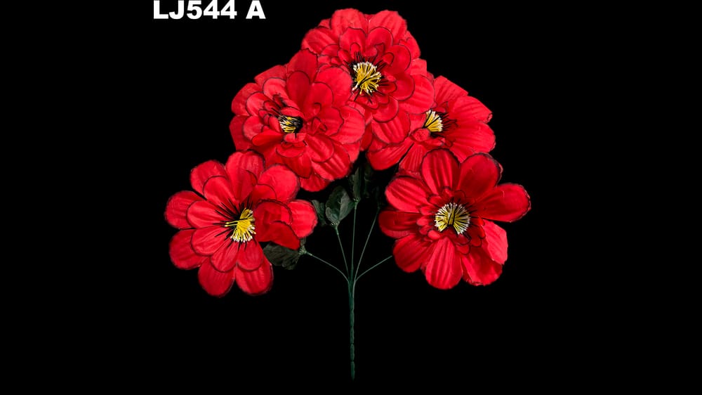 Dhalia redonda pestañas negras *5 . Flor mide 17 cm