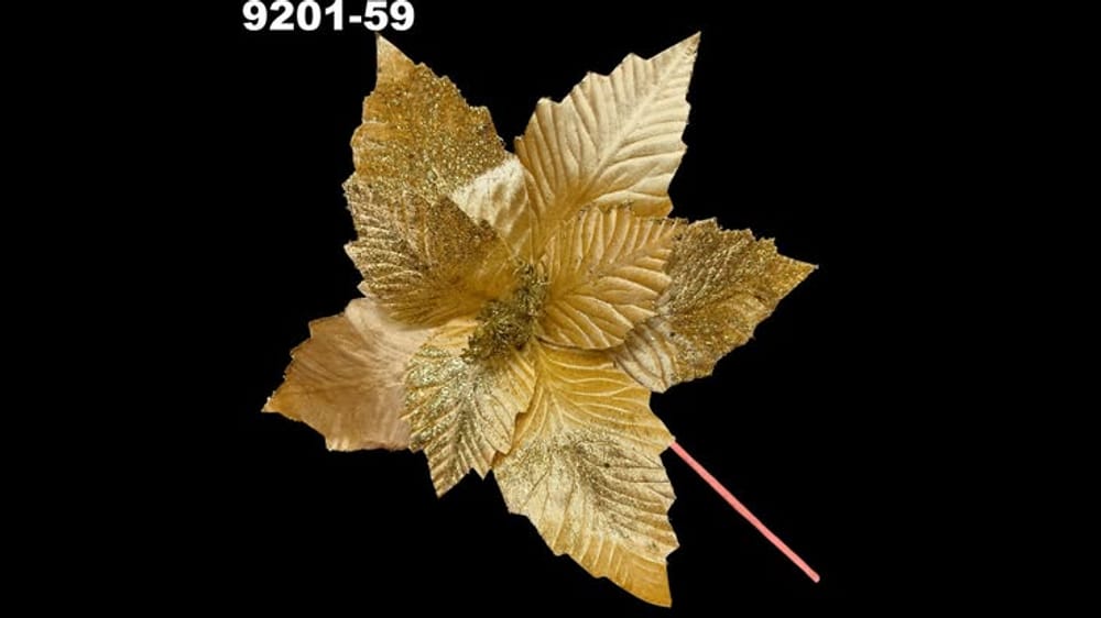 Vara nochebuena terciopelo con erizo. Flor abre 30 cm