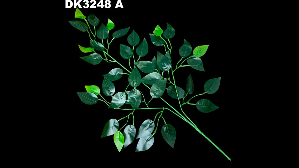 Ficus chico. Hoja de 6 cm 
