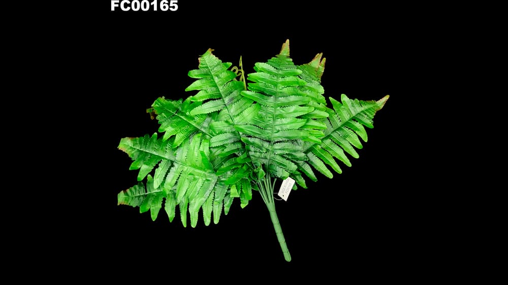 helecho mediano. Mide 45 cm